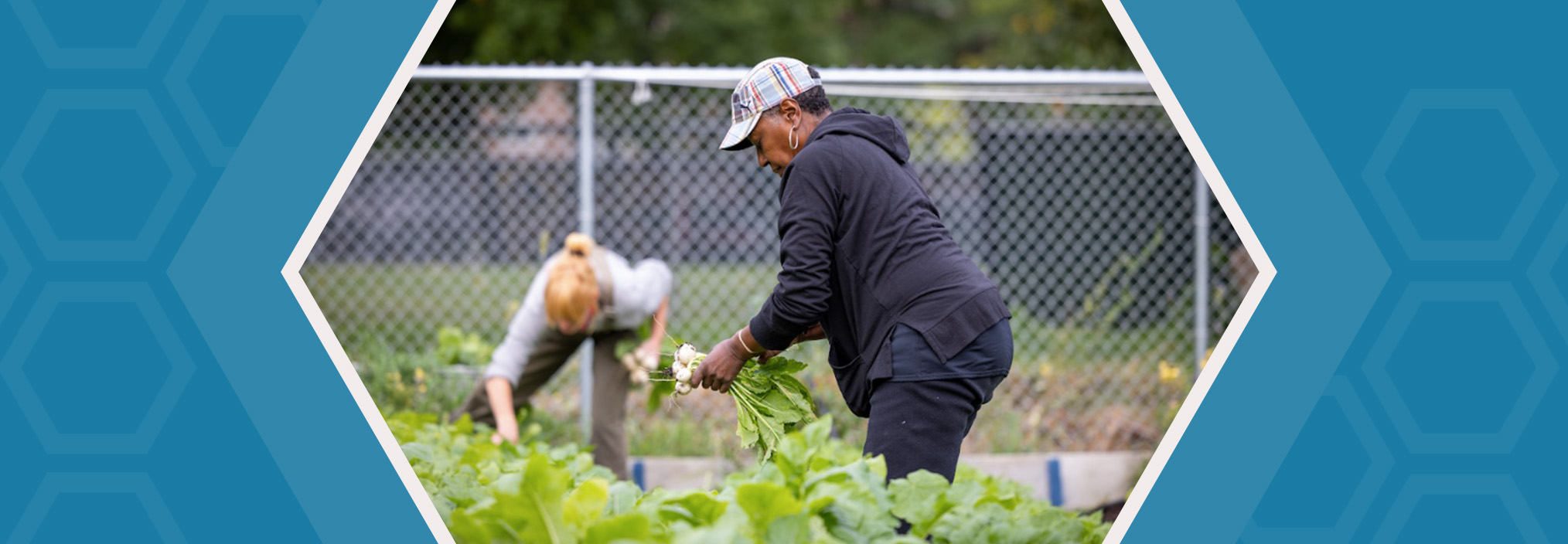 Two people harvest vegetables in a garden, with a chain-link fence and trees in the background.